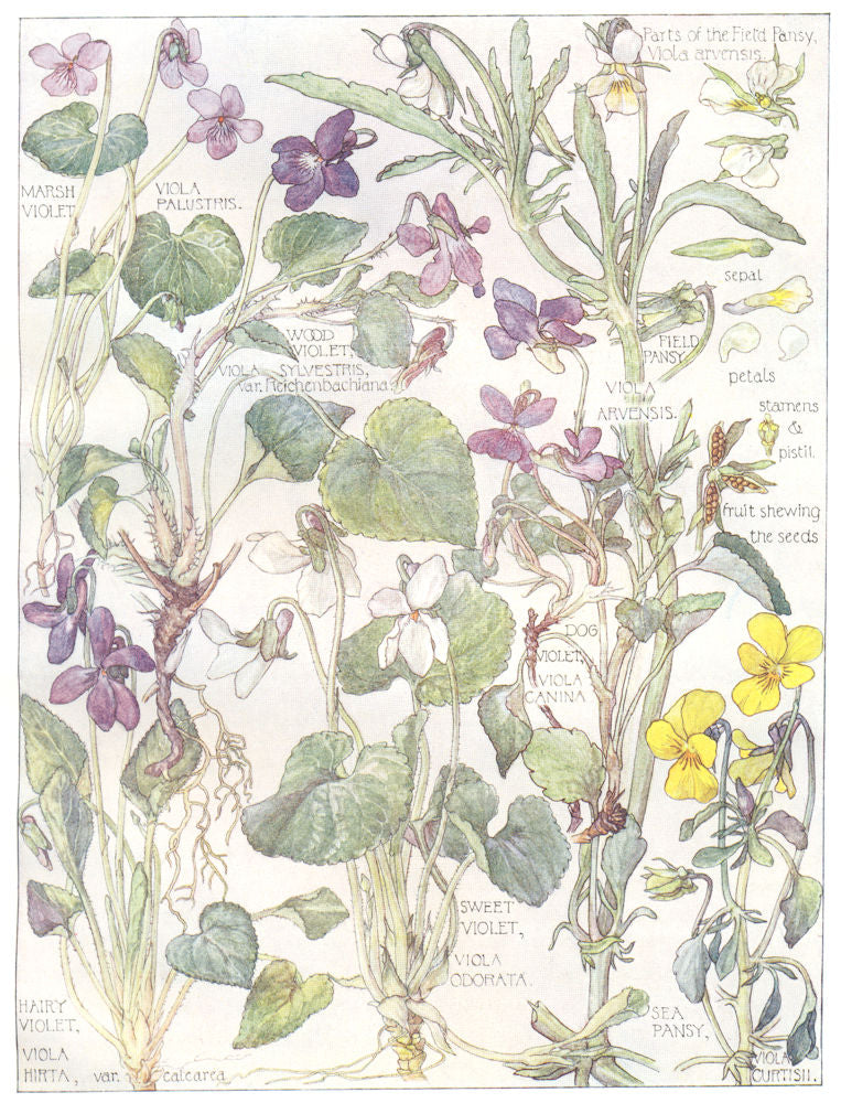 VIOLARIEAE. Marsh Wood Dog Sweet Hairy Violets; Field Pansy; Viola Hirta 1907